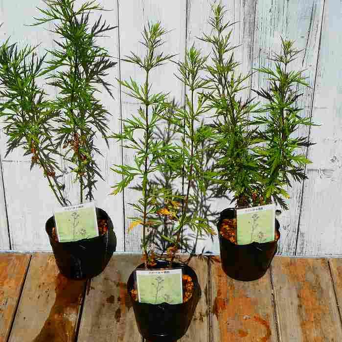 山野草 藤袴ガチャ③ 白いフジバカマ 抜き苗 61ZgXVBjRuL._UF1000,1000_QL80_.jpg